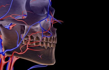 The blood supply of the face