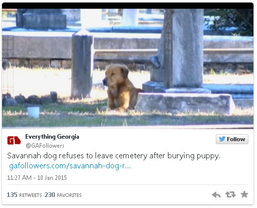 everything-georgia-grieving-dog