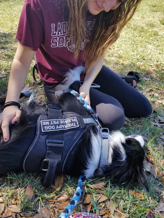 Therapy Dog Comforts Florida Shooting Survivors