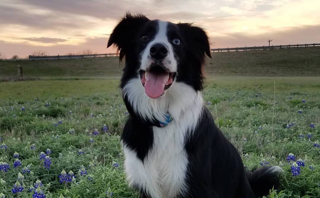 Therapy Dog for Funeral Home