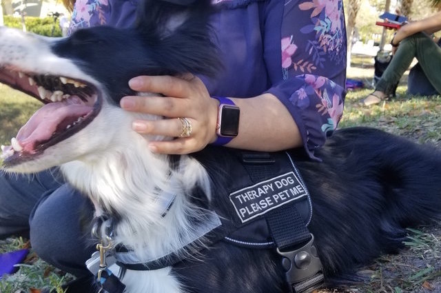 Therapy Dog Comforts Florida Shooting Survivors