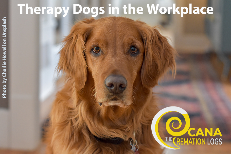 Therapy Dogs in the Workplace