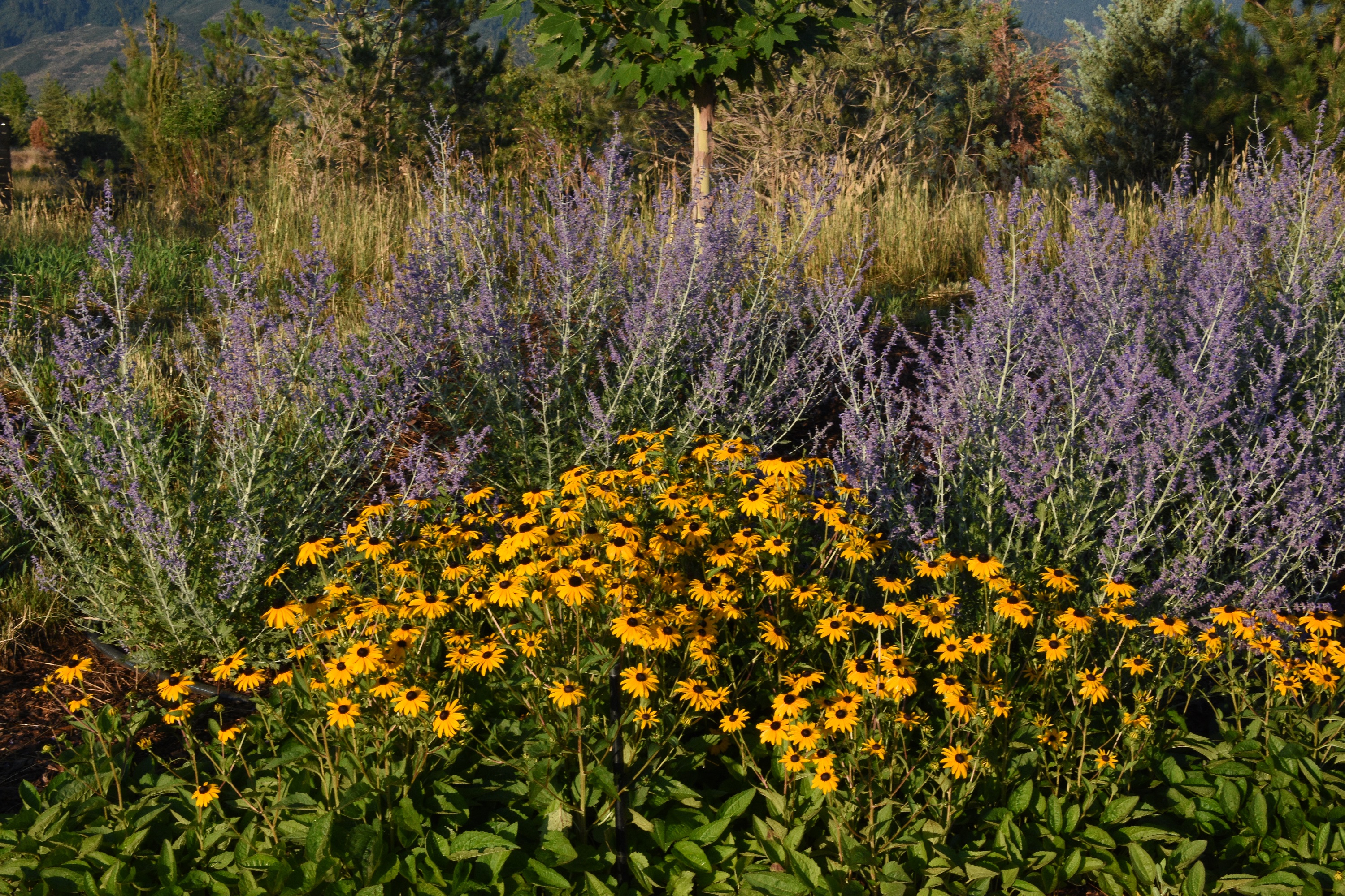 seven stones wildflowers