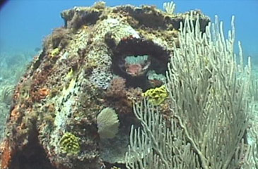Memorial reefs