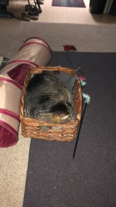 Mufasa the tabby cat sleeping in the memory basket