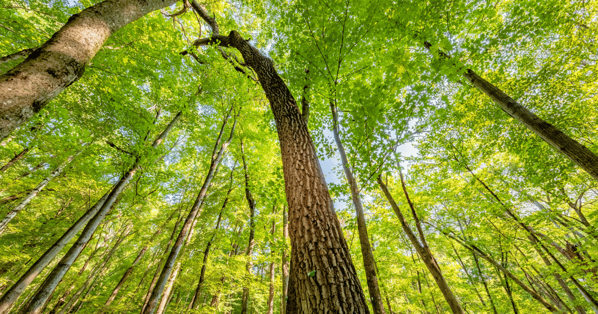 Better Place Forests