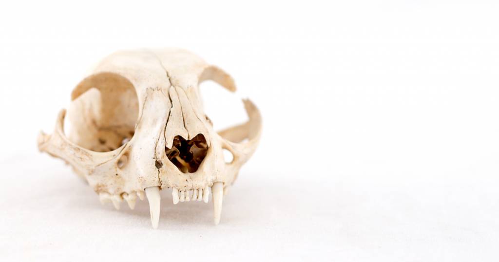 Animals understand death