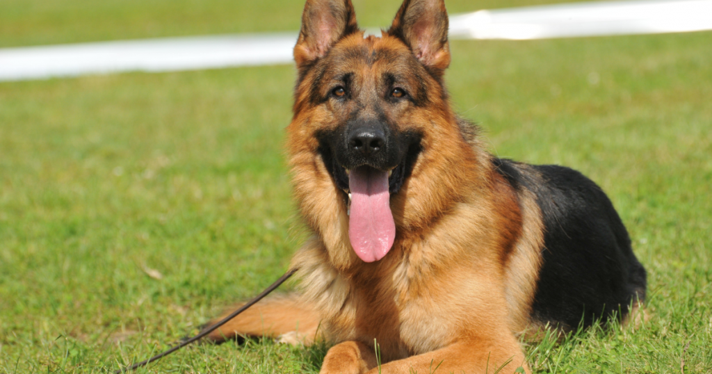 Cadaver Dog