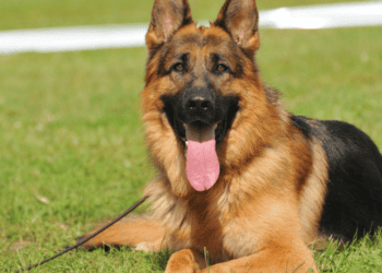 Cadaver Dog