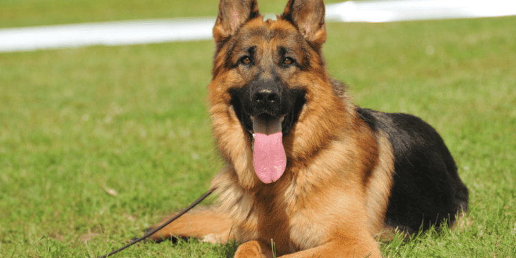 Cadaver Dog