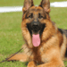 Cadaver Dog