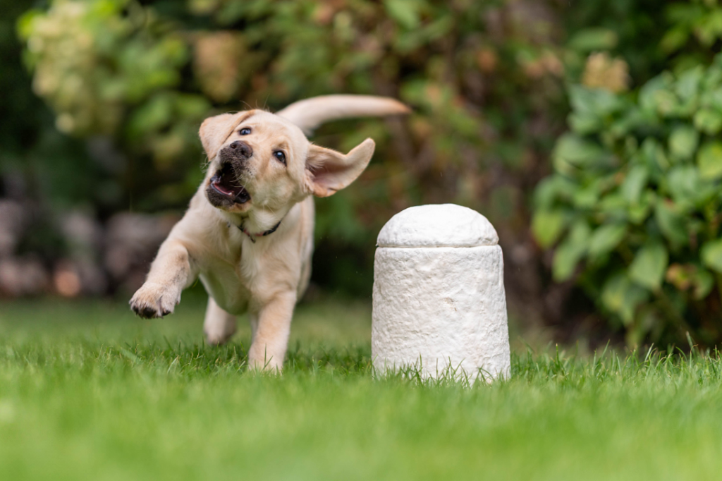 Loop Biotech Pet Urn