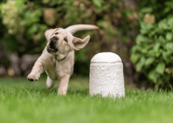 Loop Biotech Pet Urn