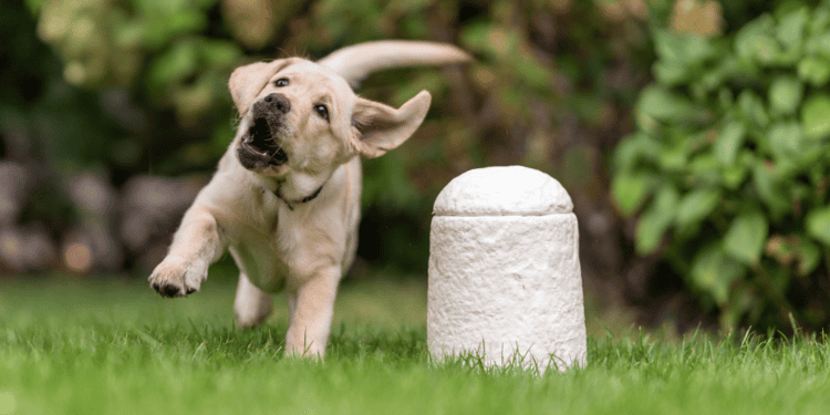 Loop Biotech Pet Urn