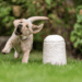 Loop Biotech Pet Urn