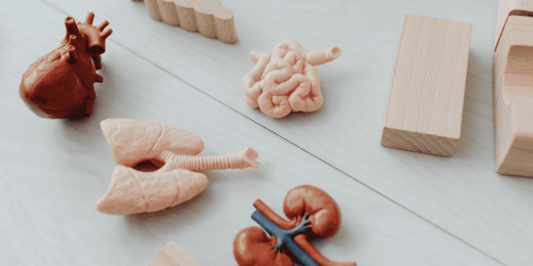 Body parts