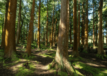 Wend & Root forest