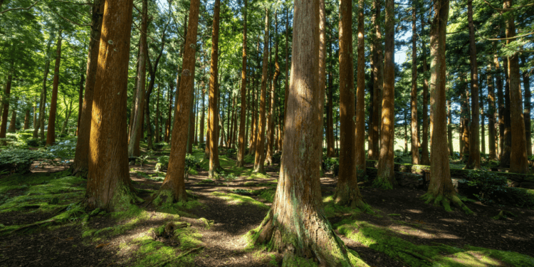 Wend & Root forest