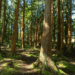 Wend & Root forest